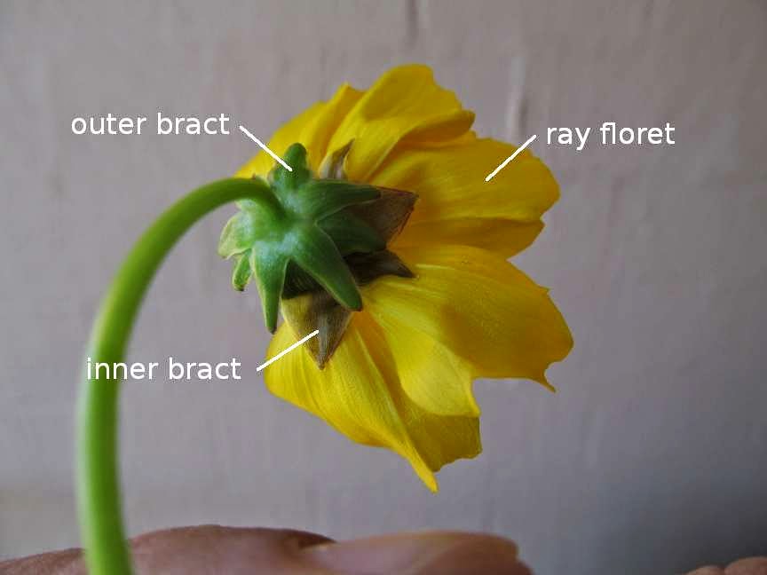 PhyloBotanist Botany picture 190 Coreopsis lanceolata