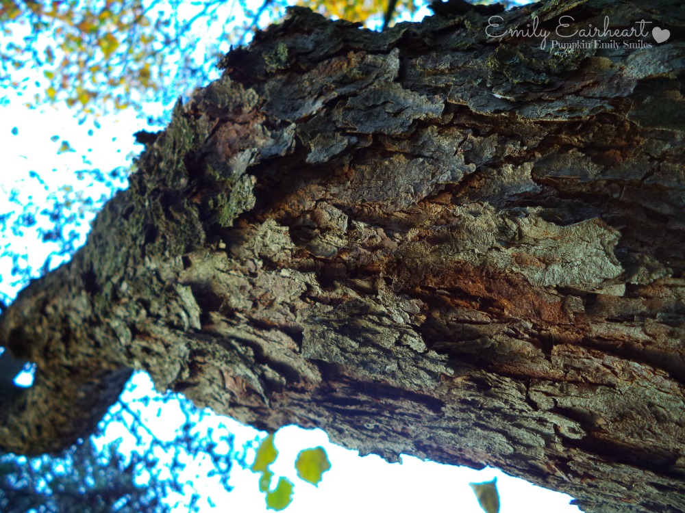 A perspective picture of a tree and a closer look at the tree bark.