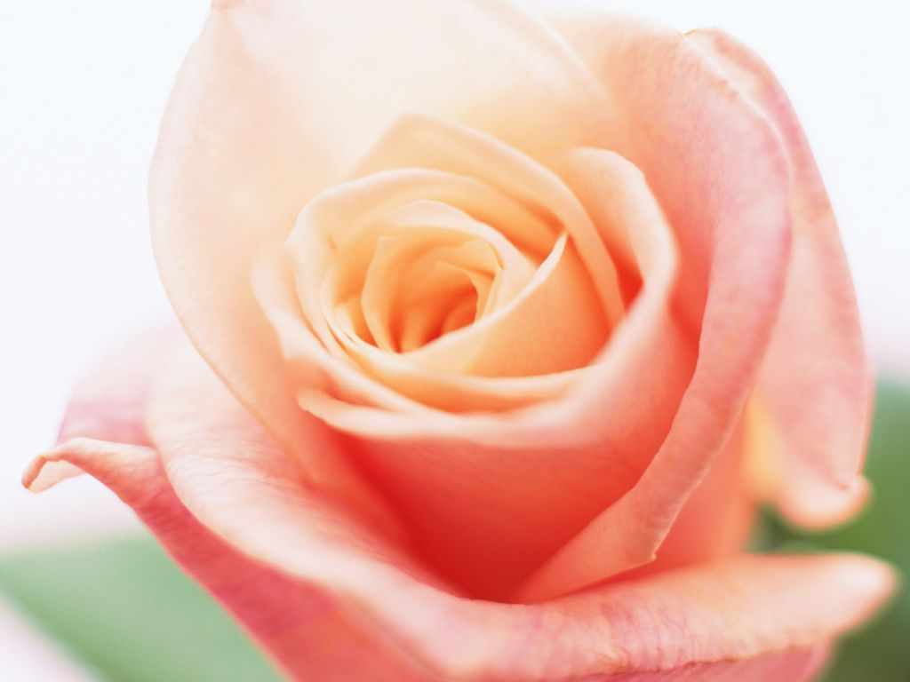 Image Result For Rosa De Color Image Result For Rosa De Color