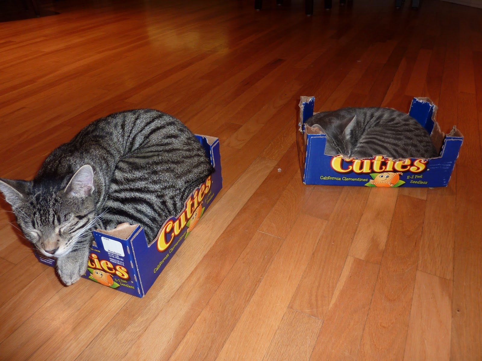 Paws the cat Life In A Cat's Eye View Paws' Kitten Day!