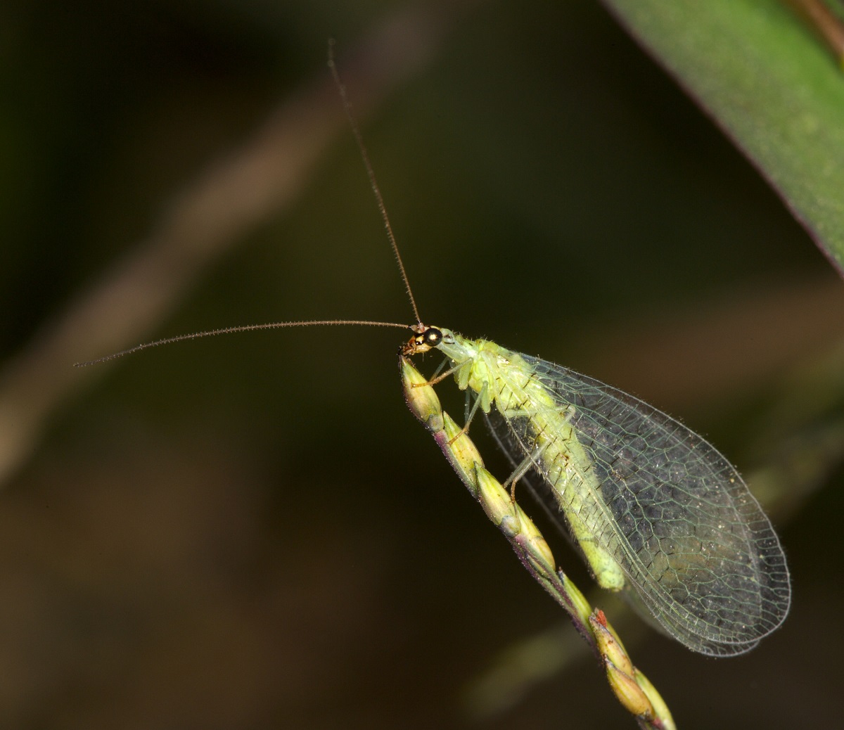 Real Monstrosities: Green Lacewing