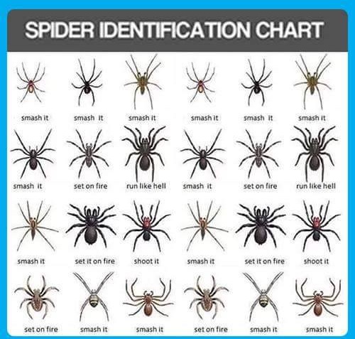 Washington Spiders Chart