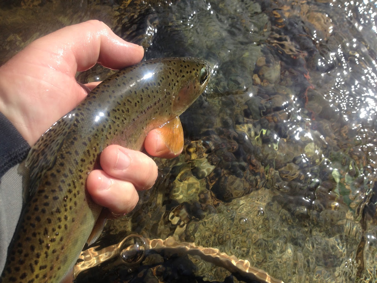 Northern Sierra Fly Fishing MF Feather River Fishing Report 102714
