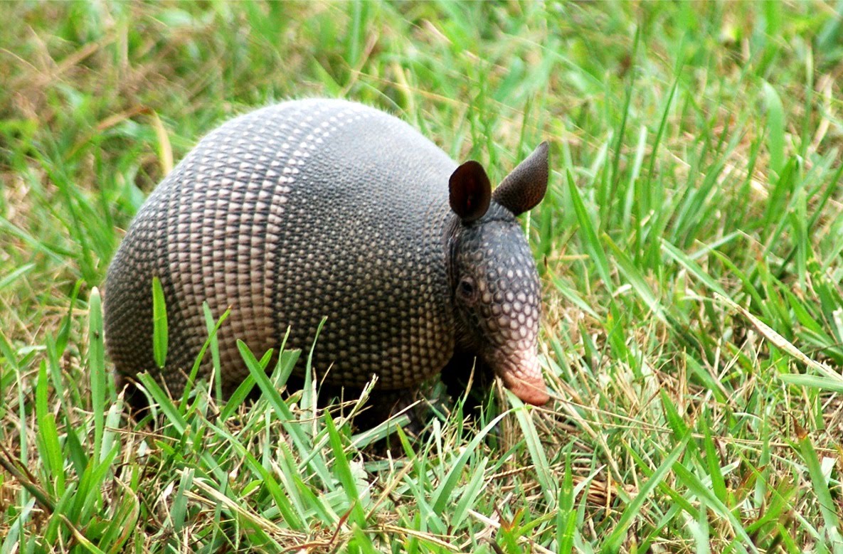 agencyone Armadillo Facts