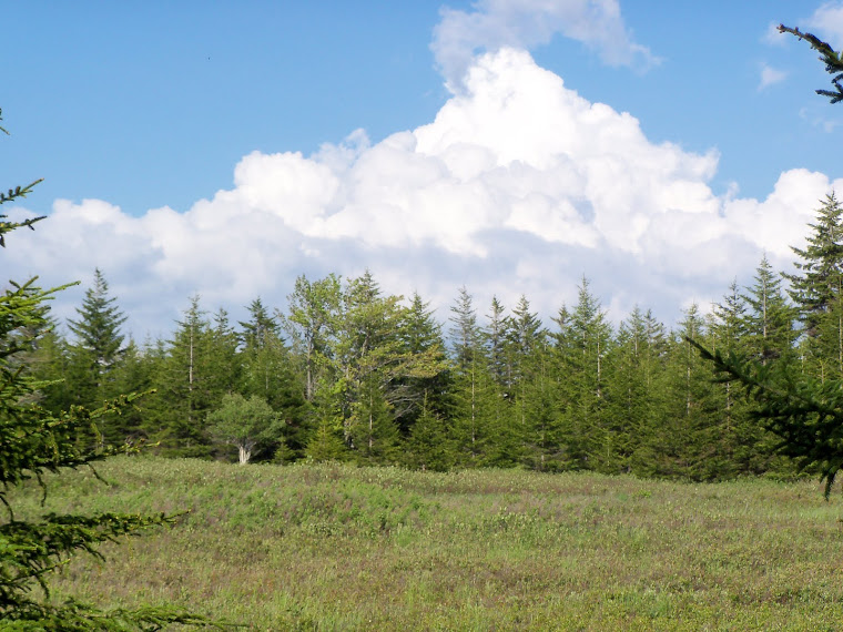 Another perfect day in Dolly Sods Wilderness