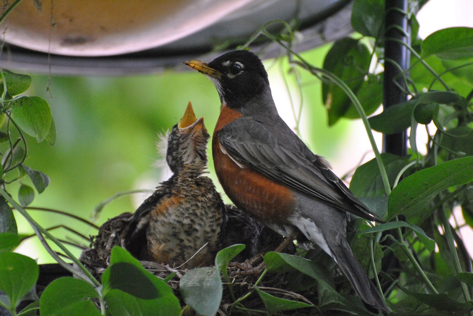Baby Robin ! Focusing on Wildlife