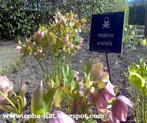 Kebun paling beracun Kebun paling beracun