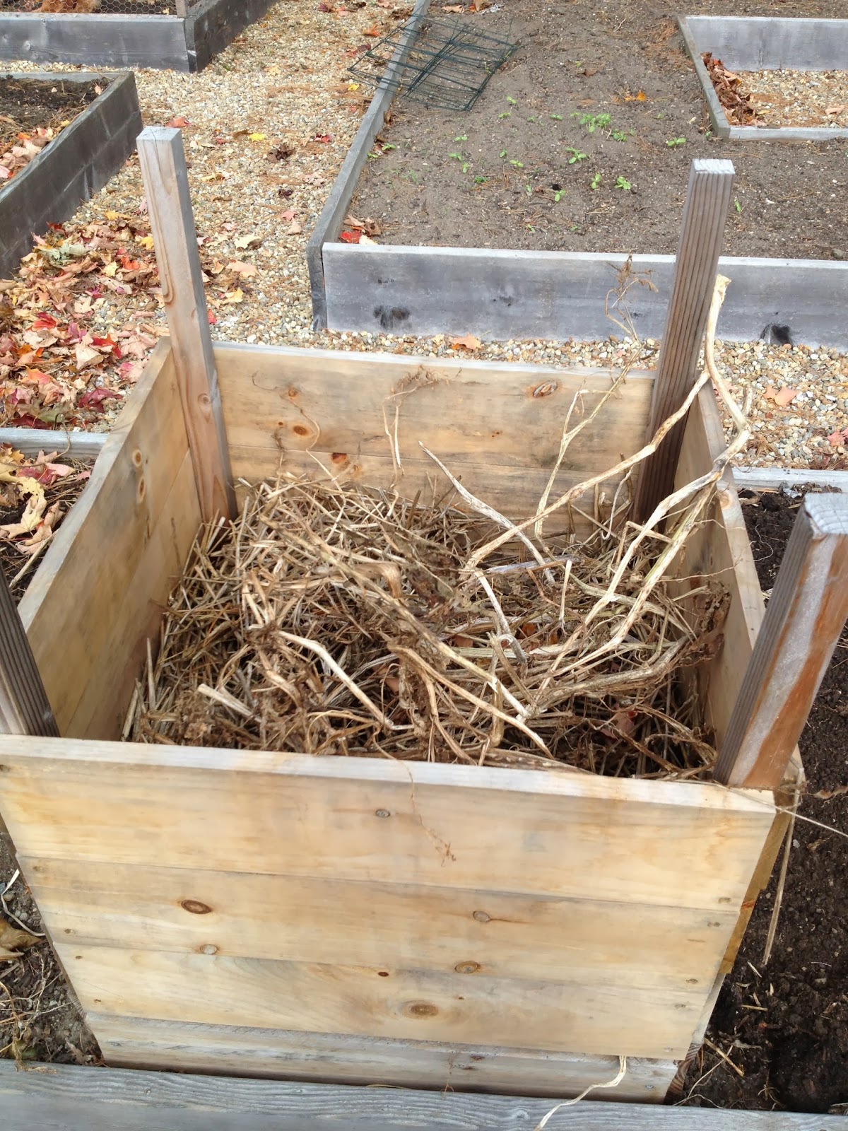 Curing and Storing Potatoes