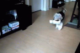 dog-carrying-paper.gif