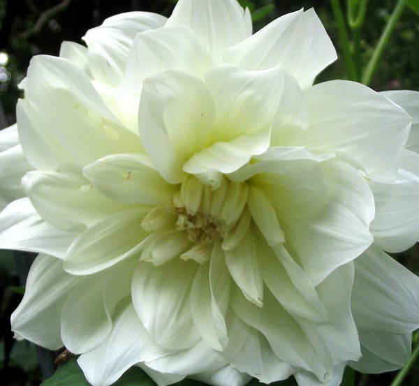Amazing Garden The Meaning of Dahlia Flower