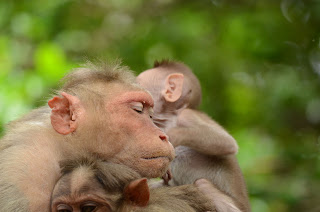 il genitore paziente, sito archeologico di mahabalipuram the patient parent, archaeological site of mahabalipuram
