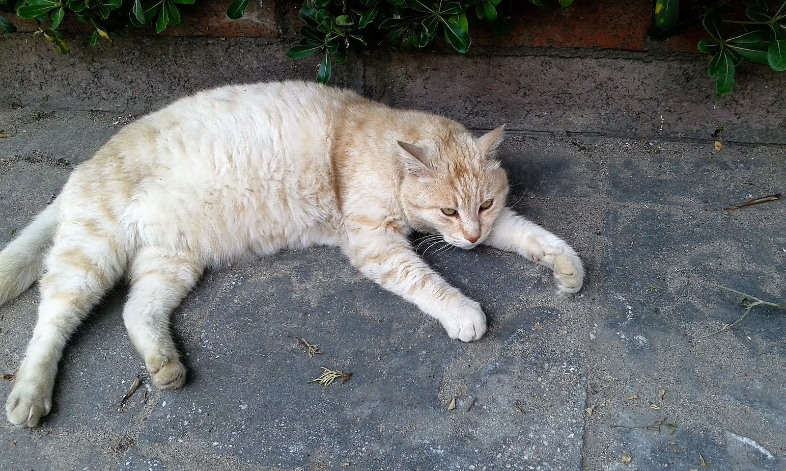 Yaşamın Bereketi SARMAN KEDİLER SOKAKLARIN EFENDİLERİ