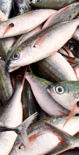 Why do Fish smell fishy?