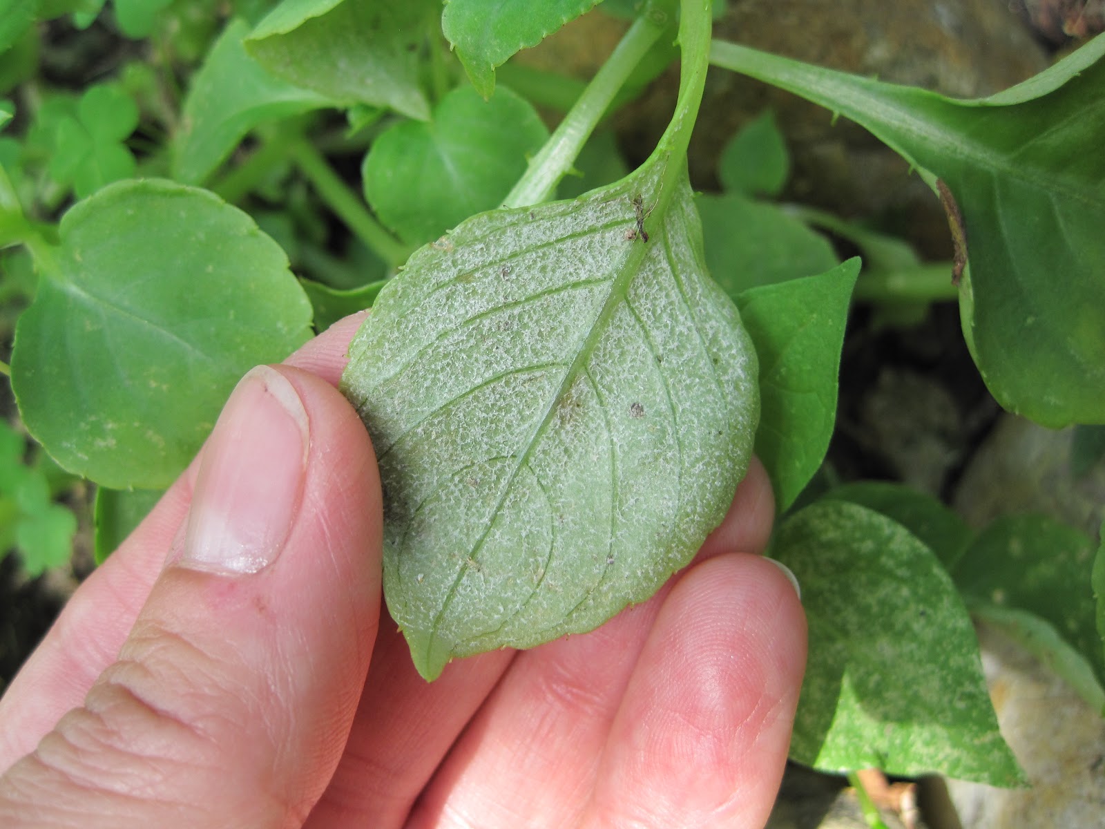 Gardening and Gardens Impatiens destroyed by Downy Mildew