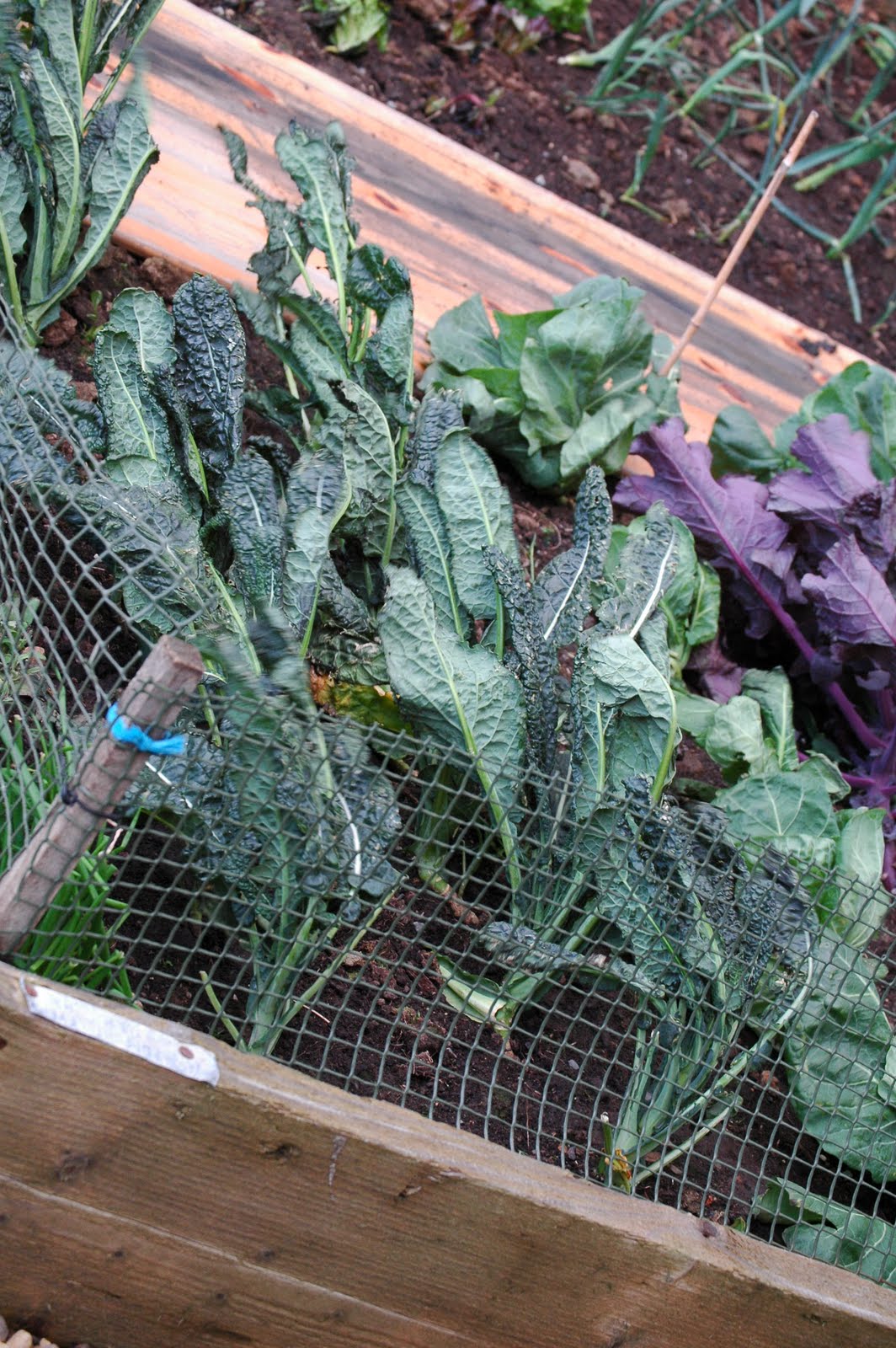 i also get the feeling kale