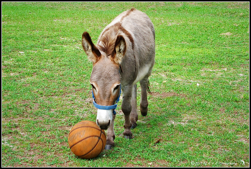 Ocala, Central Florida & Beyond Come play with me!