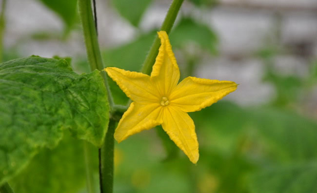 Cucumber Flowers Cucumber Flowers