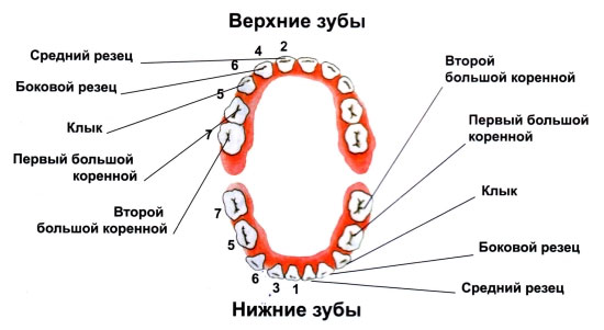 Каким бывает лечебный массаж Статьи и новости Как быстро избавиться от морщин. Как быстро омолодить