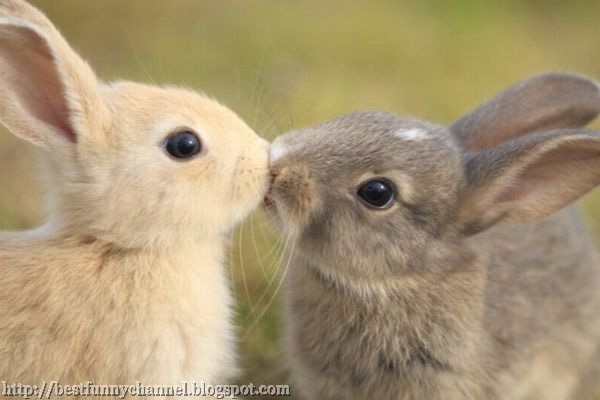 Two cute bunny kiss