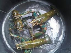 Lobster siap Kawin