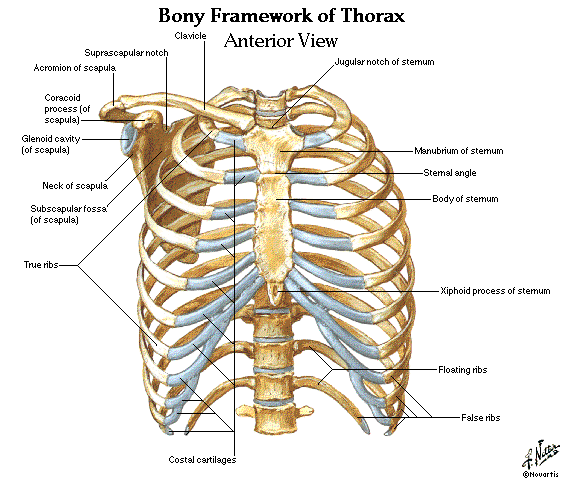 Thorax Lungs Heart Anatomy And Physiology Diagrams Free