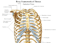 Sternum Diagram Sternum Diagram