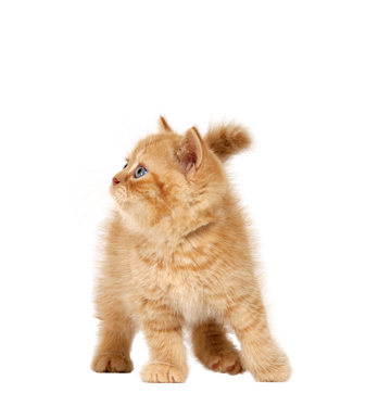 Gato png images