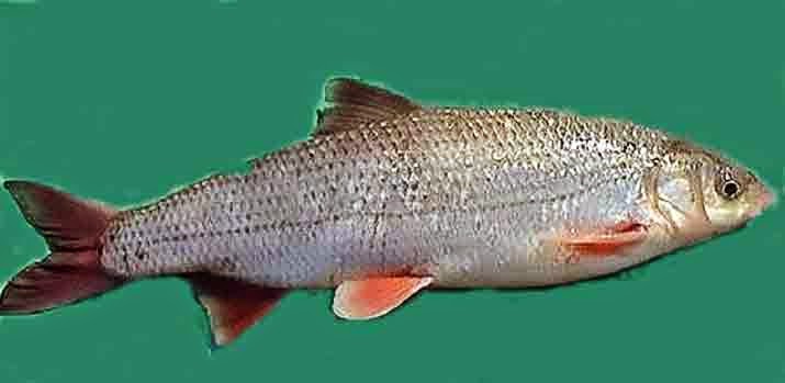 Yurdumuzun tatlı sularında yaşayan bir balık … BULMACA ANSİKLOPEDİSİ