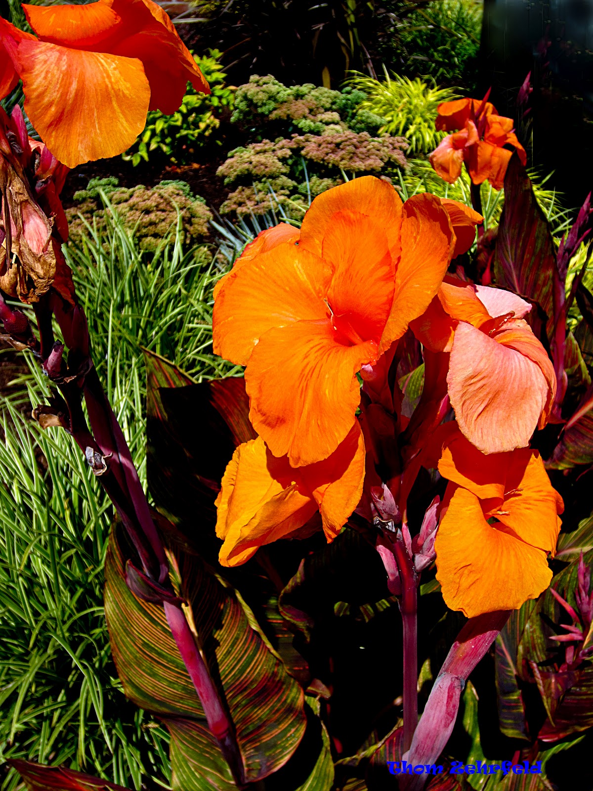 Thom Zehrfeld Photography Canna Lilies What's Not To Love