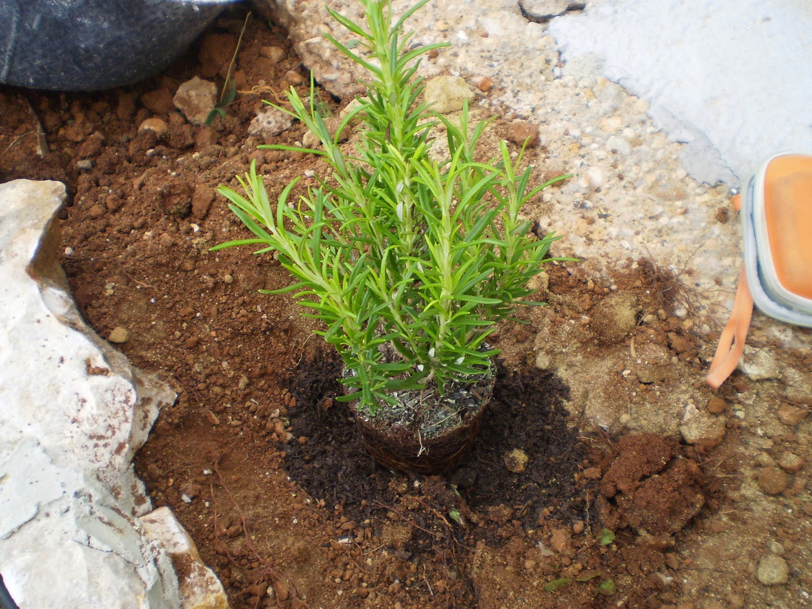 Cultivar el Huerto Casero. Plantando romero y tomillo