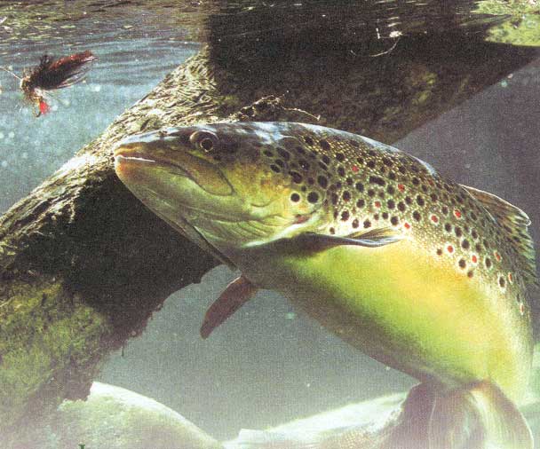 Mi novia y yo empezamos a ser poringueros!!!