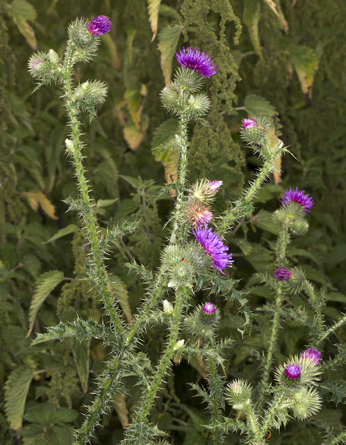 Welted Thistle, Carduus crispus. Leybourne Lakes, 12 July 2015 Welted Thistle, Carduus crispus. Leybourne Lakes, 12 July 2015