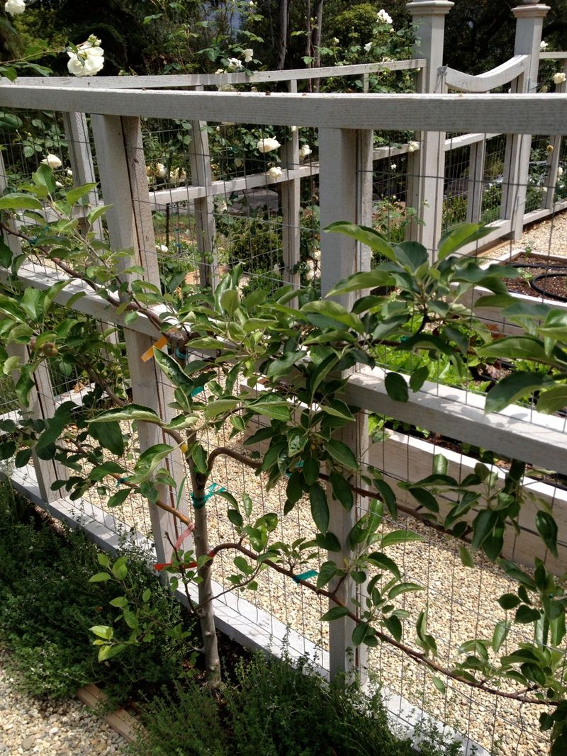 start to grow espalier garden bed project part 2 start to grow espalier garden bed project part 2