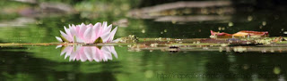 macro sur l'eau macro nénuphar rose photo nature aquatique