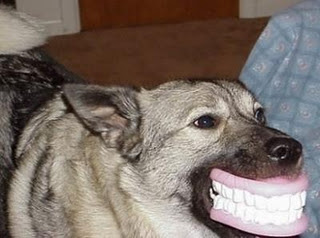 Funny Dog Pictures
