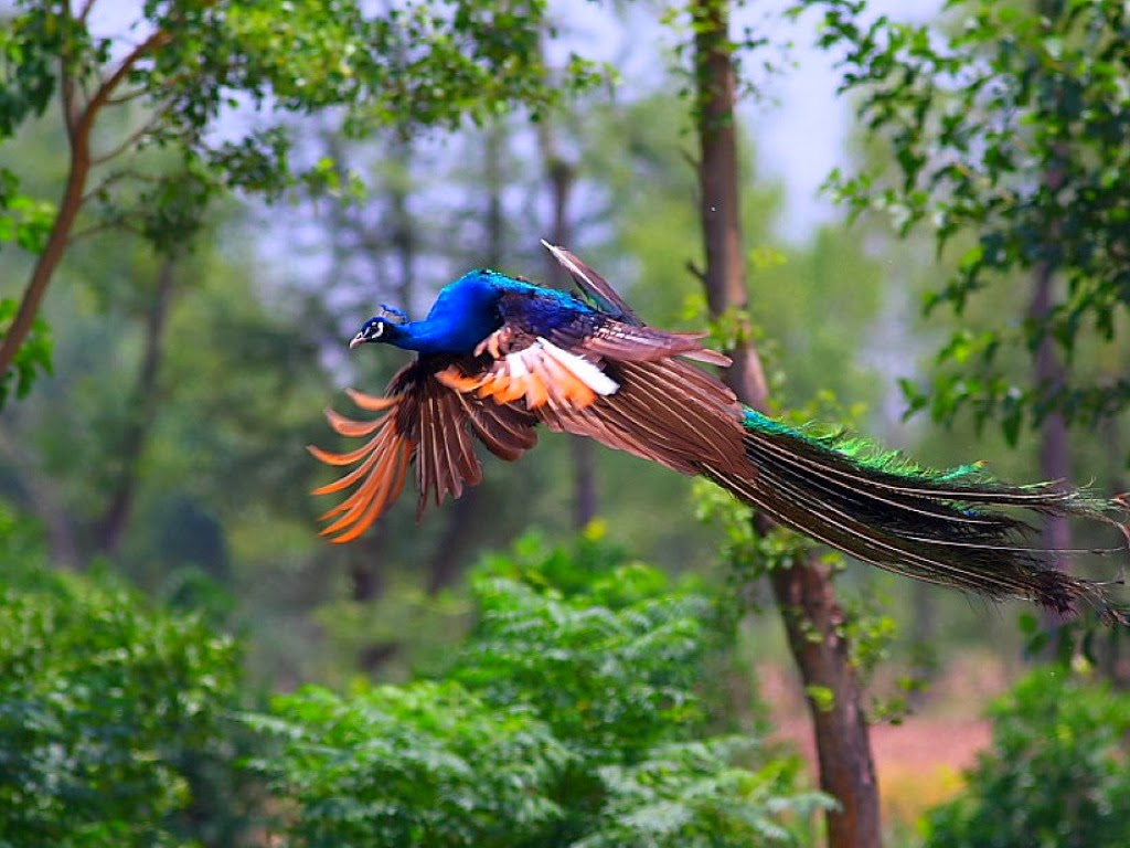 Flying Peacock HD Wallpaper - HD Wallpaper Pictures