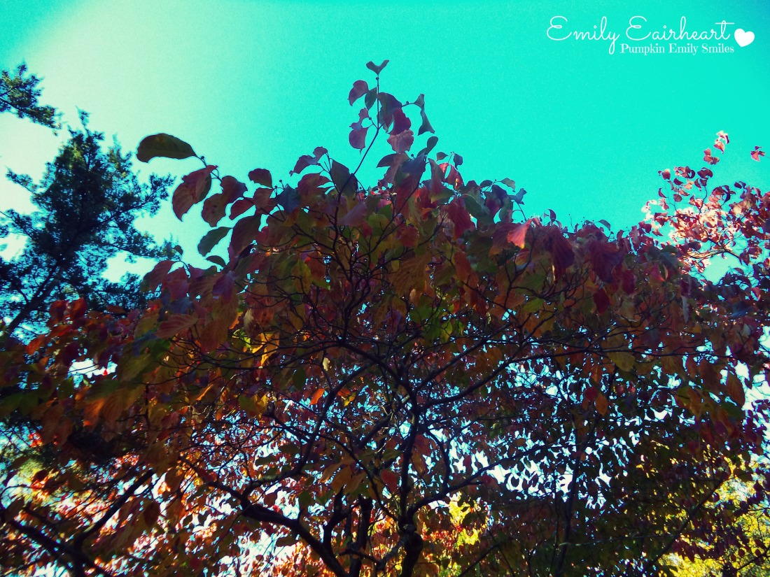 A colorful dogwood tree.