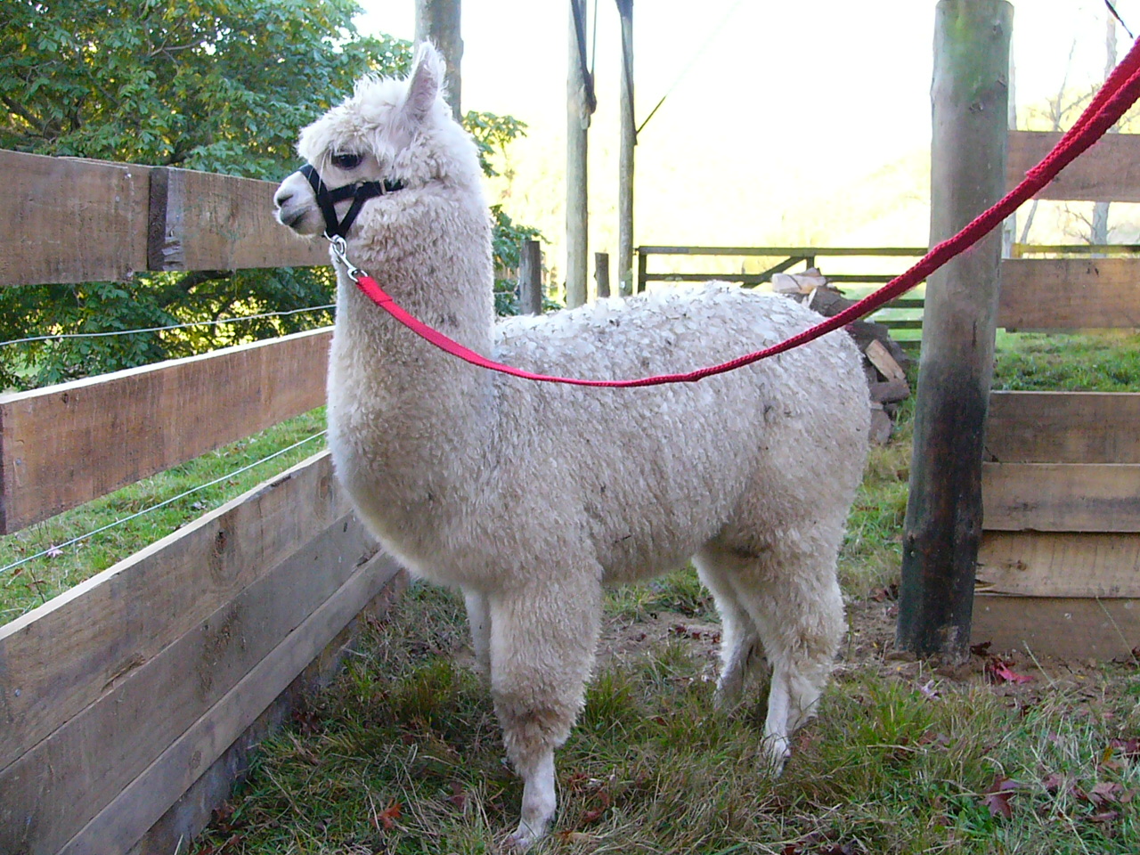 World All Animals: Alpacas pig eyes diagram 