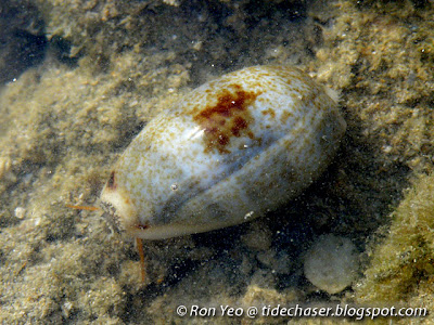 Wandering Cowrie (Erronea errones) Wandering Cowrie (Erronea errones)