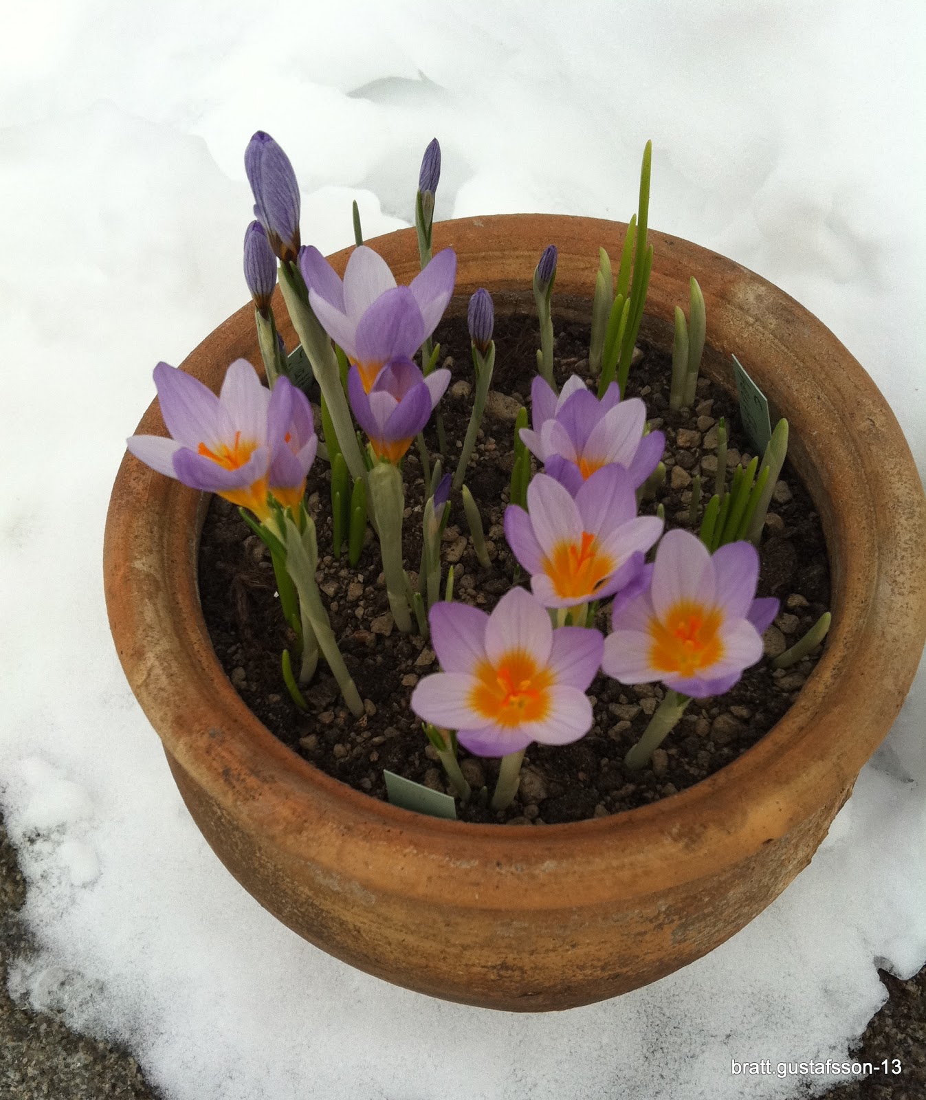 Trä och trädgård Våren knackar på dörren! Trä och trädgård Våren knackar på dörren!