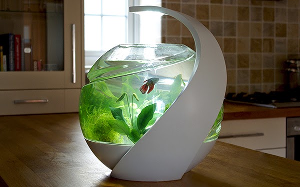 fish tank cleaning tropical self aesthetic avo