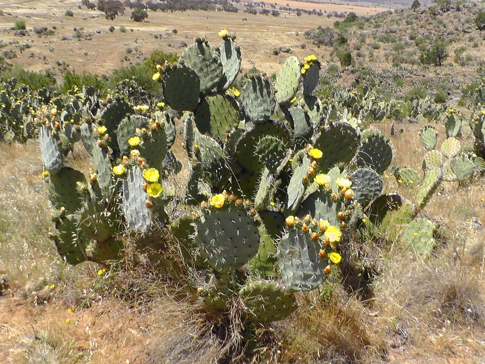 wheel cactus