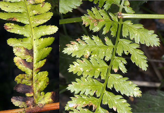 Hard Shield Fern, Polystichum aculeatum, left; Broad Buckler Fern, Dryopteris dilatata, right. Orpington Field Club trip to Scadbury Park, 21 January 2012. Hard Shield Fern, Polystichum aculeatum, left; Broad Buckler Fern, Dryopteris dilatata, right. Orpington Field Club trip to Scadbury Park, 21 January 2012.