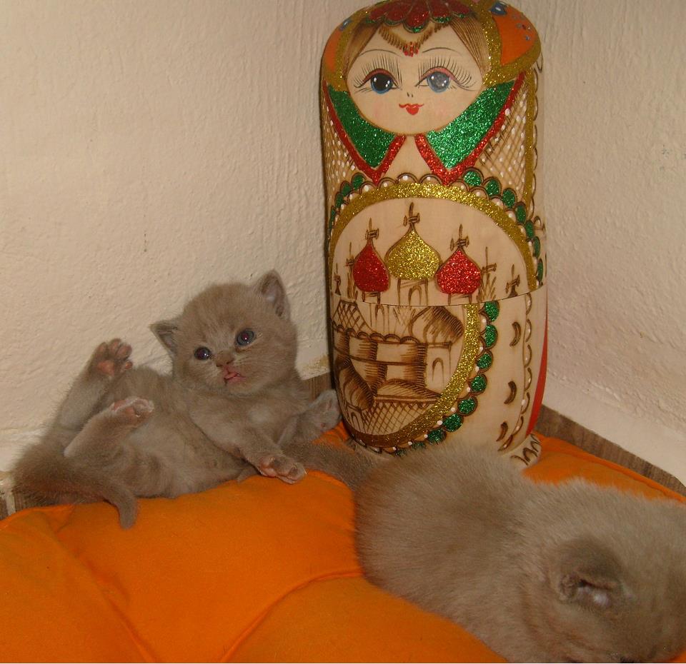 BRITISH SHORTHAIR WCF Federasyon secereli safkan British Shorthair