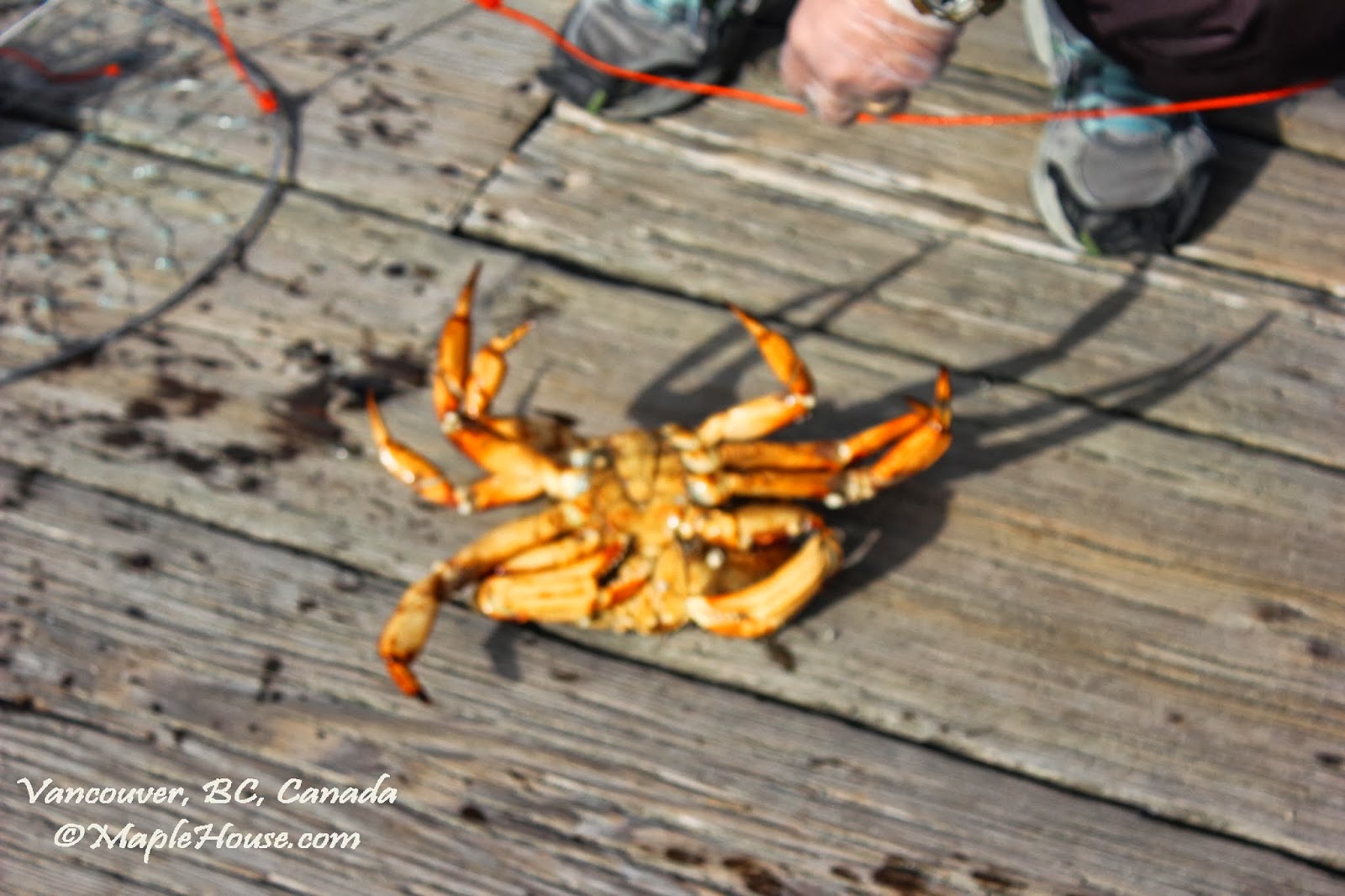 Living Vancouver Canada Fishing for Dungeness Crab at Jericho Beach