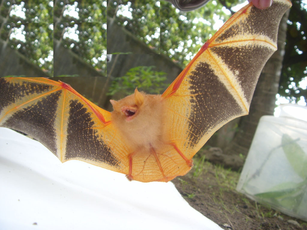 Cara Mengusir Kelelawar Pemakan Buah Yang Bersarang Di Atap Rumah Walet