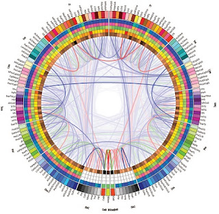 Connectogram cervello sano