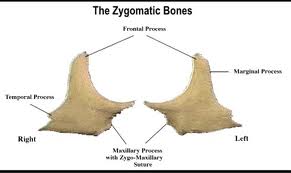 Bones of the Skull ~ Anatomy for MSP