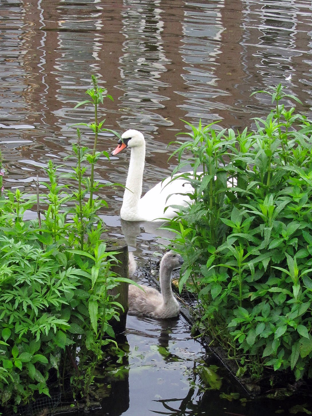 swan with young