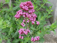 Centranthus ruber